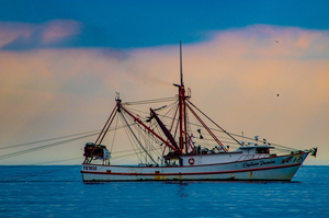 Shrimp boat traveling across calm coastal water