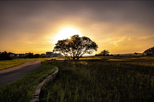 Sunset over a marsh and lone tree in Brunswick County